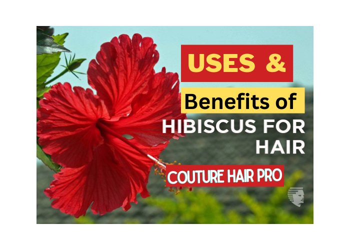4 Best Ways to Use Hibiscus for Hair Power of Hibiscus for Hair